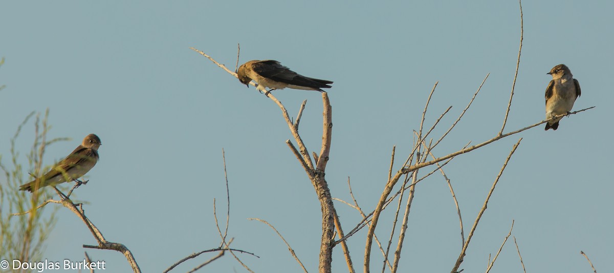 Northern Rough-winged Swallow - Douglas Burkett