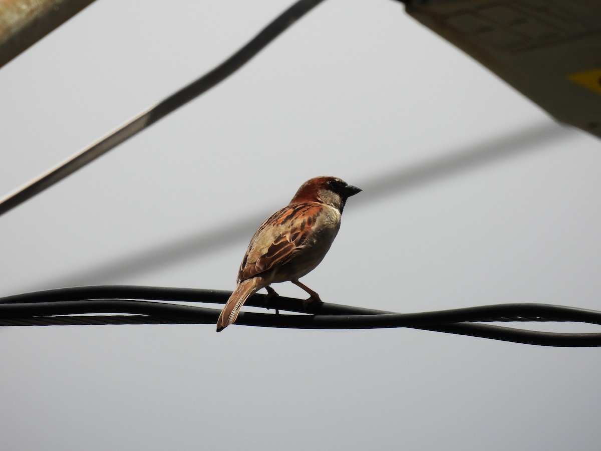House Sparrow - ML564929871