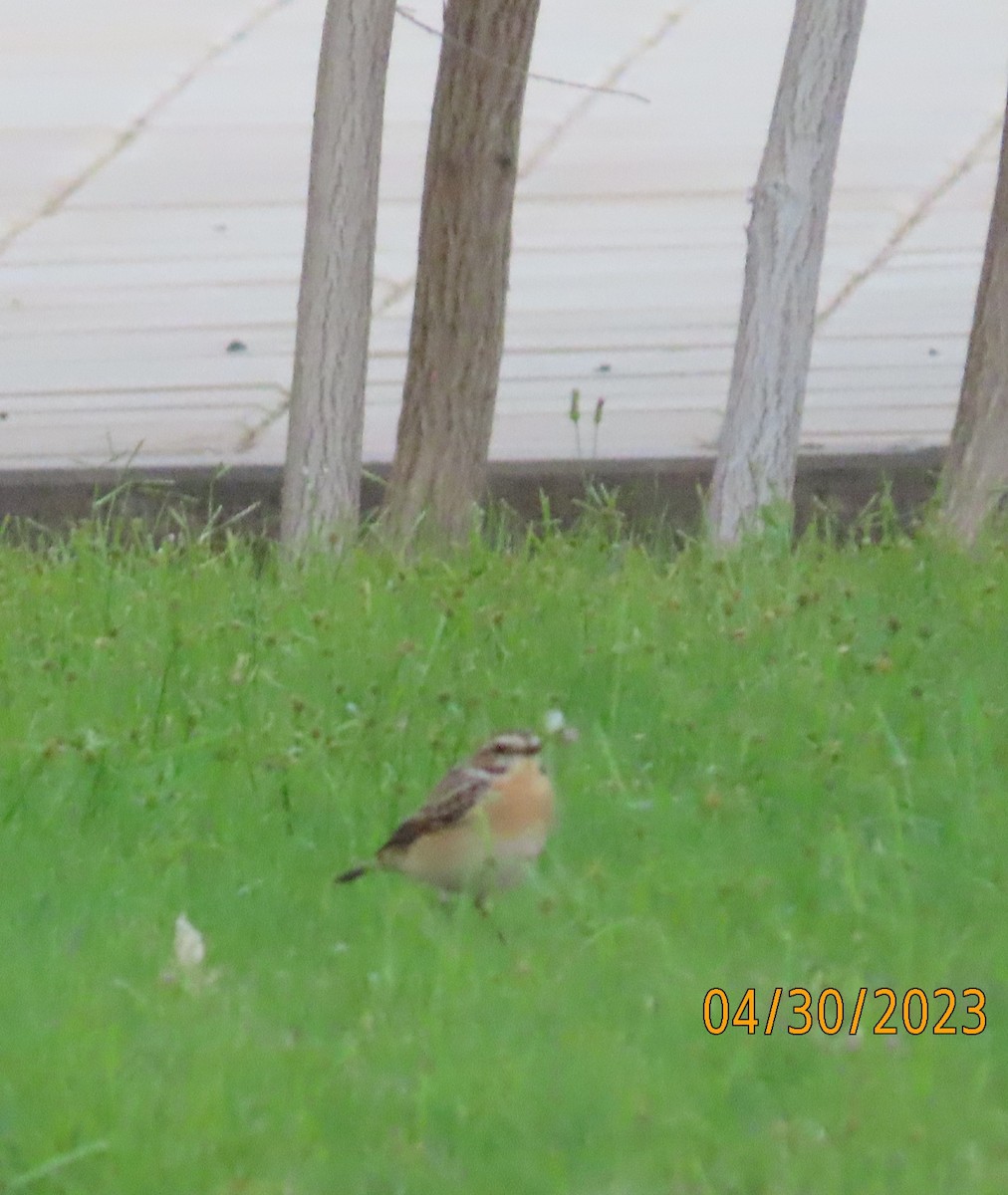 Whinchat - Ute Langner