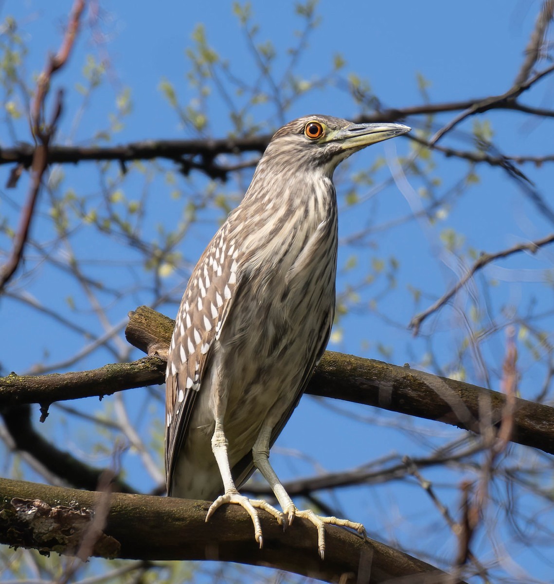 Black-crowned Night Heron - Anonymous