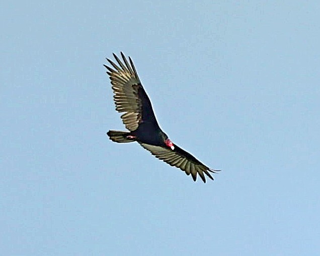 Turkey Vulture - ML564930771