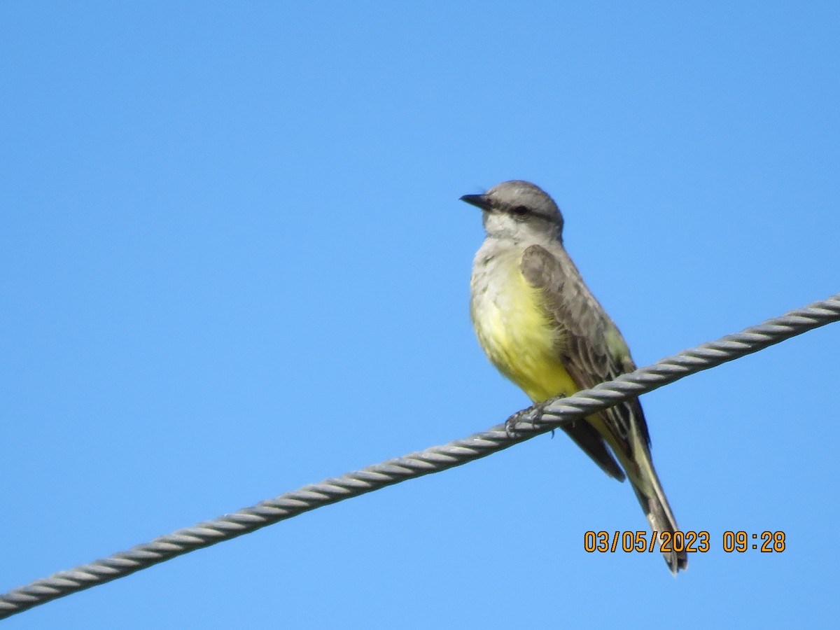 Western Kingbird - ML564932061