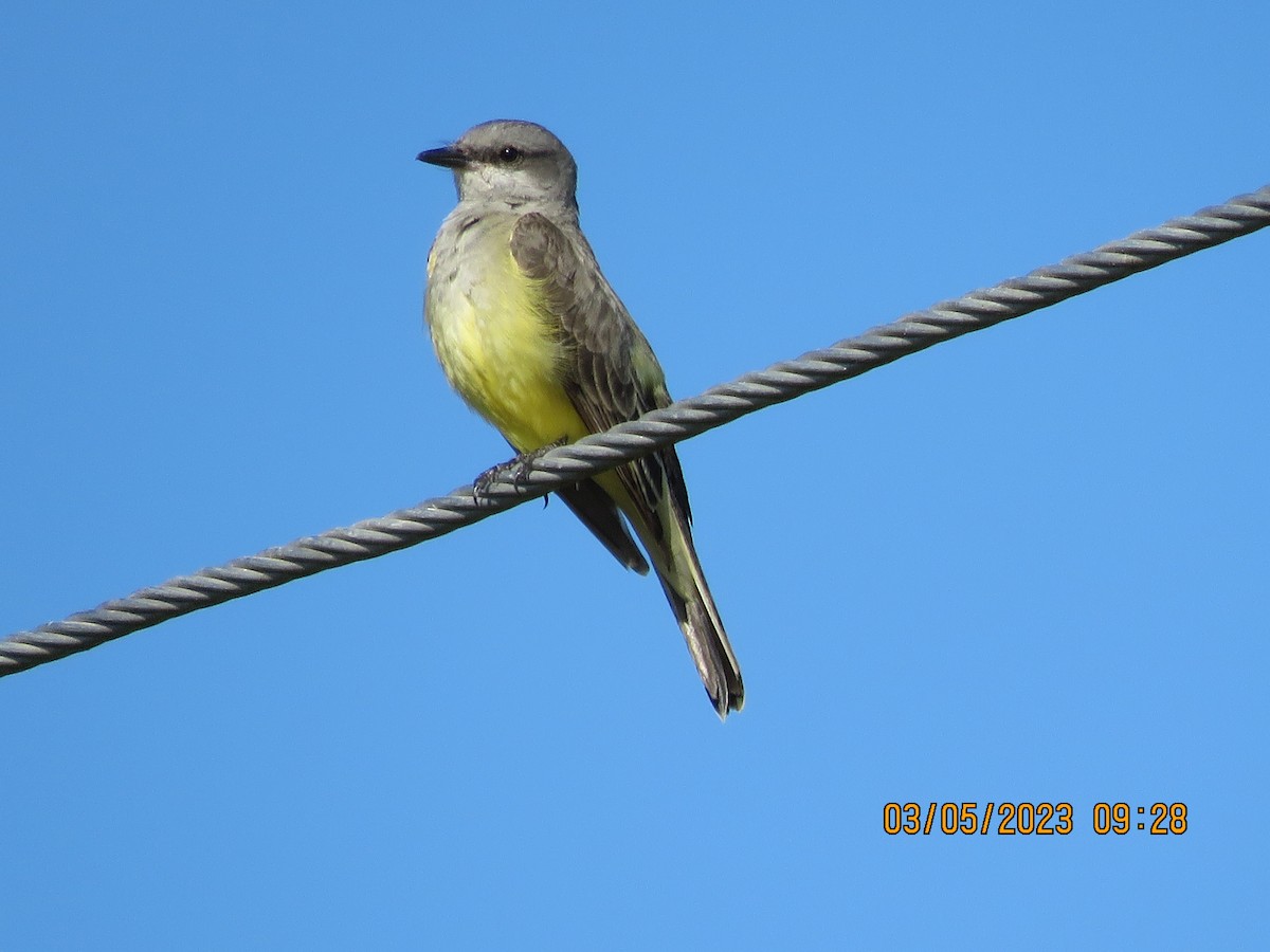 Western Kingbird - ML564932151