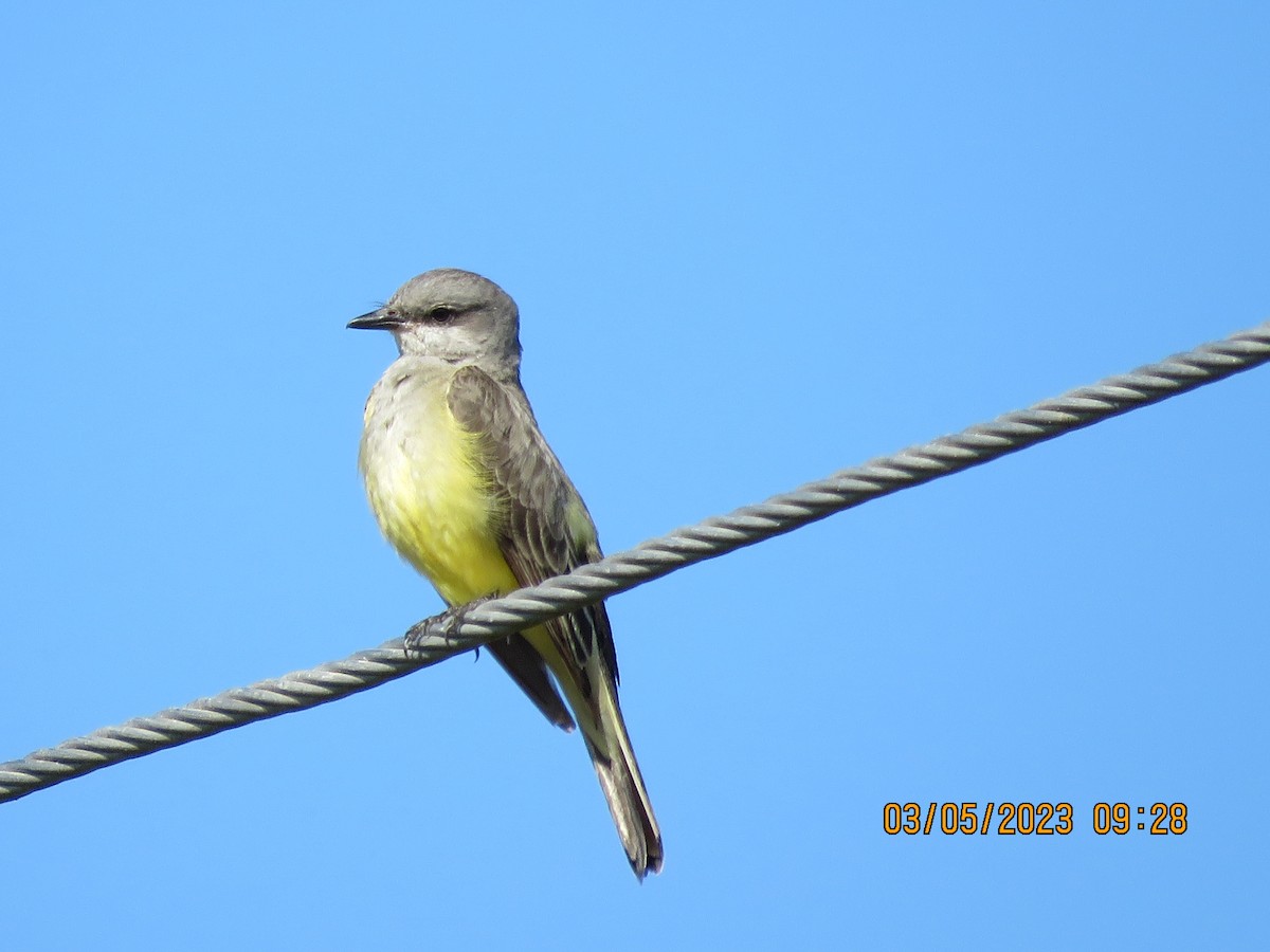 Western Kingbird - ML564932291