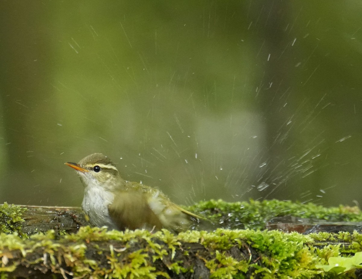 Eastern Crowned Warbler - ML564932481