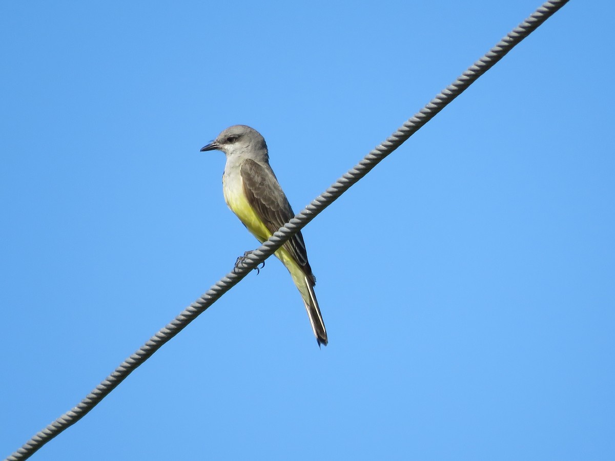 Western Kingbird - ML564932821