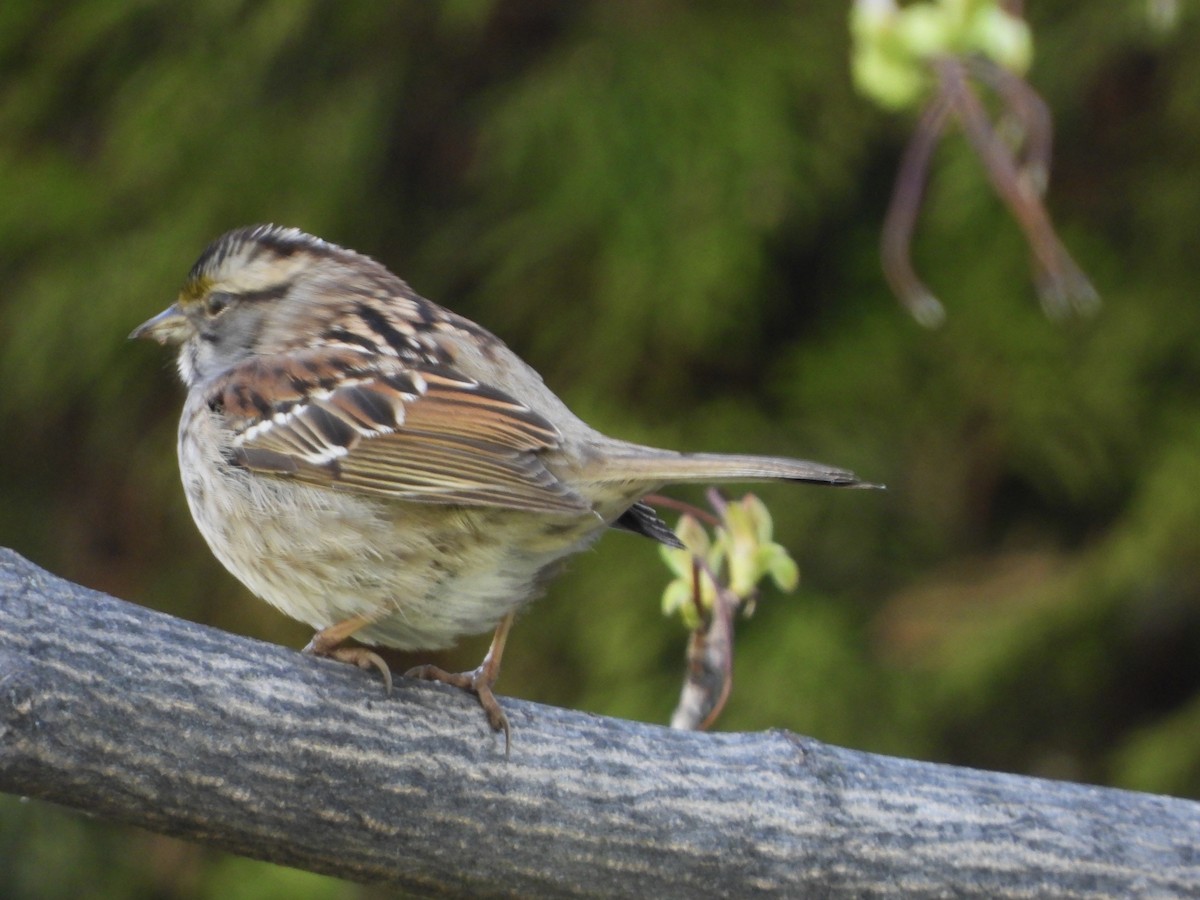 White-throated Sparrow - ML564933081
