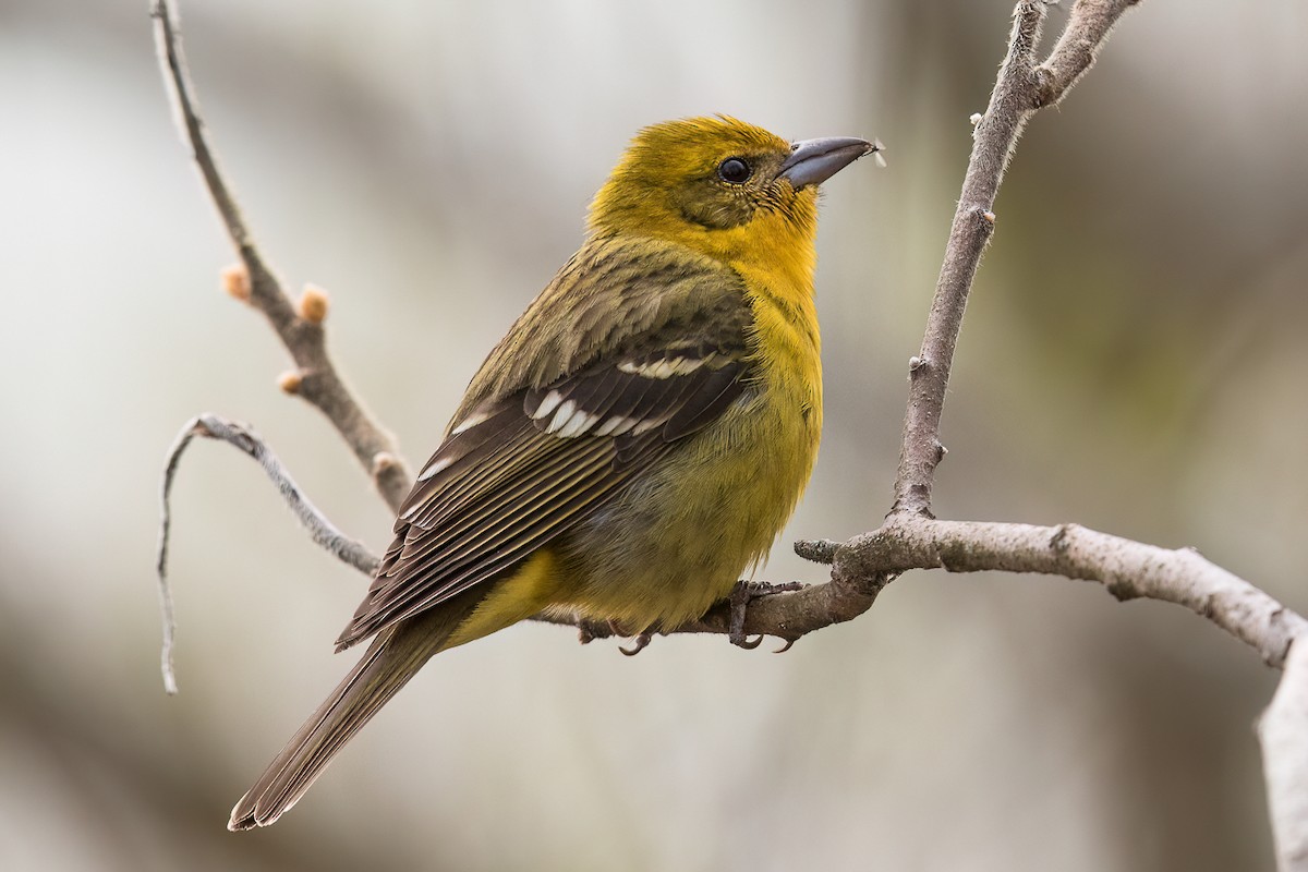 Flame-colored Tanager - Jeremy  Meyer