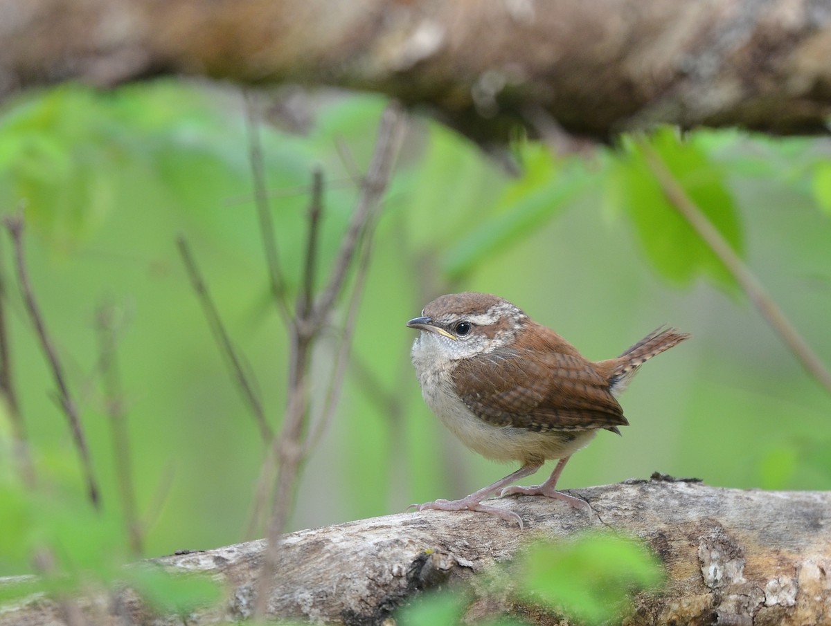 Carolina Wren - ML56493321
