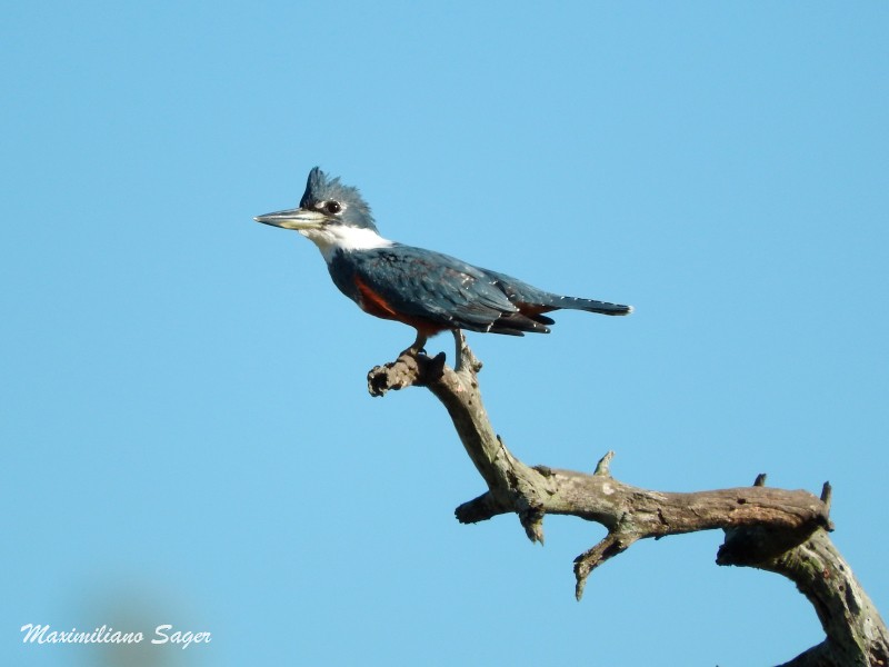 Martin-pêcheur à ventre roux - ML56493351