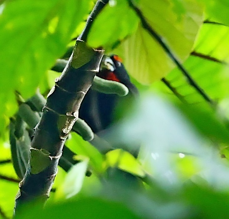 Greater Antillean Bullfinch - ML564934201