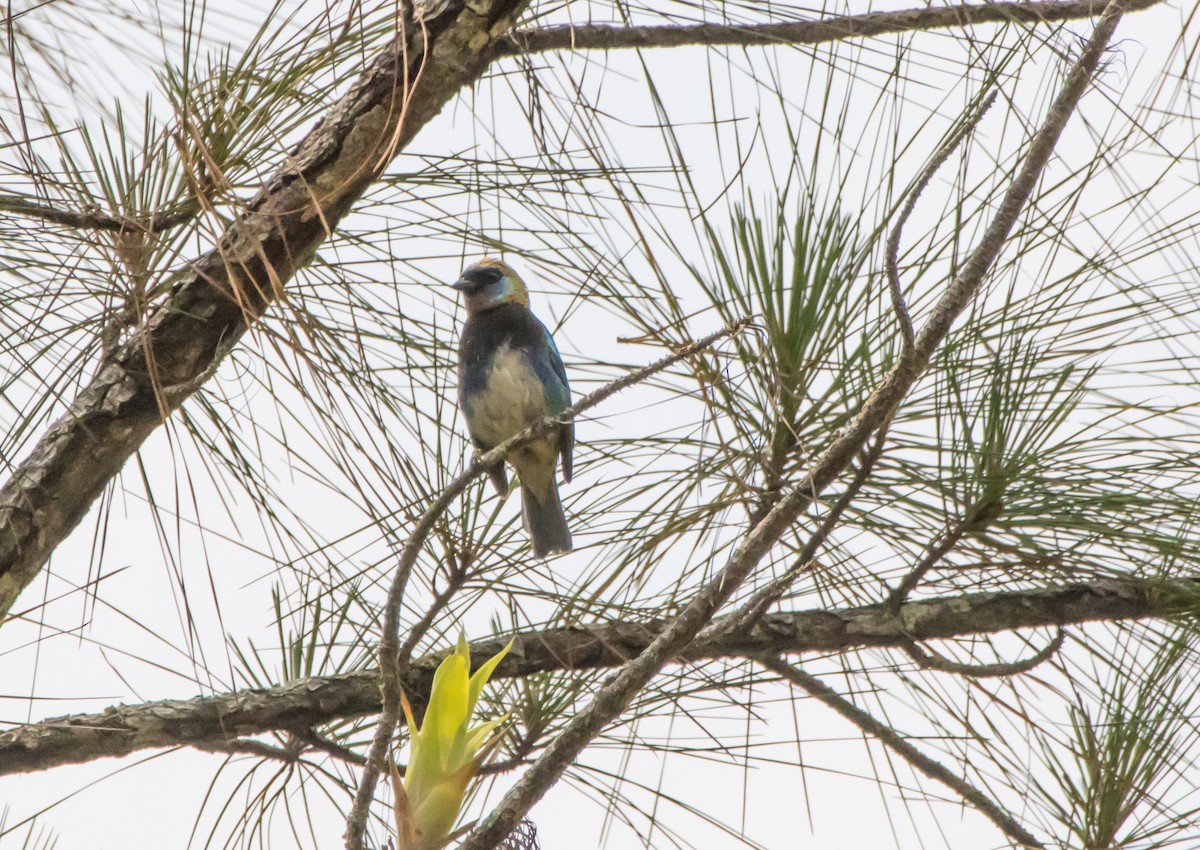 Golden-hooded Tanager - ML564934981