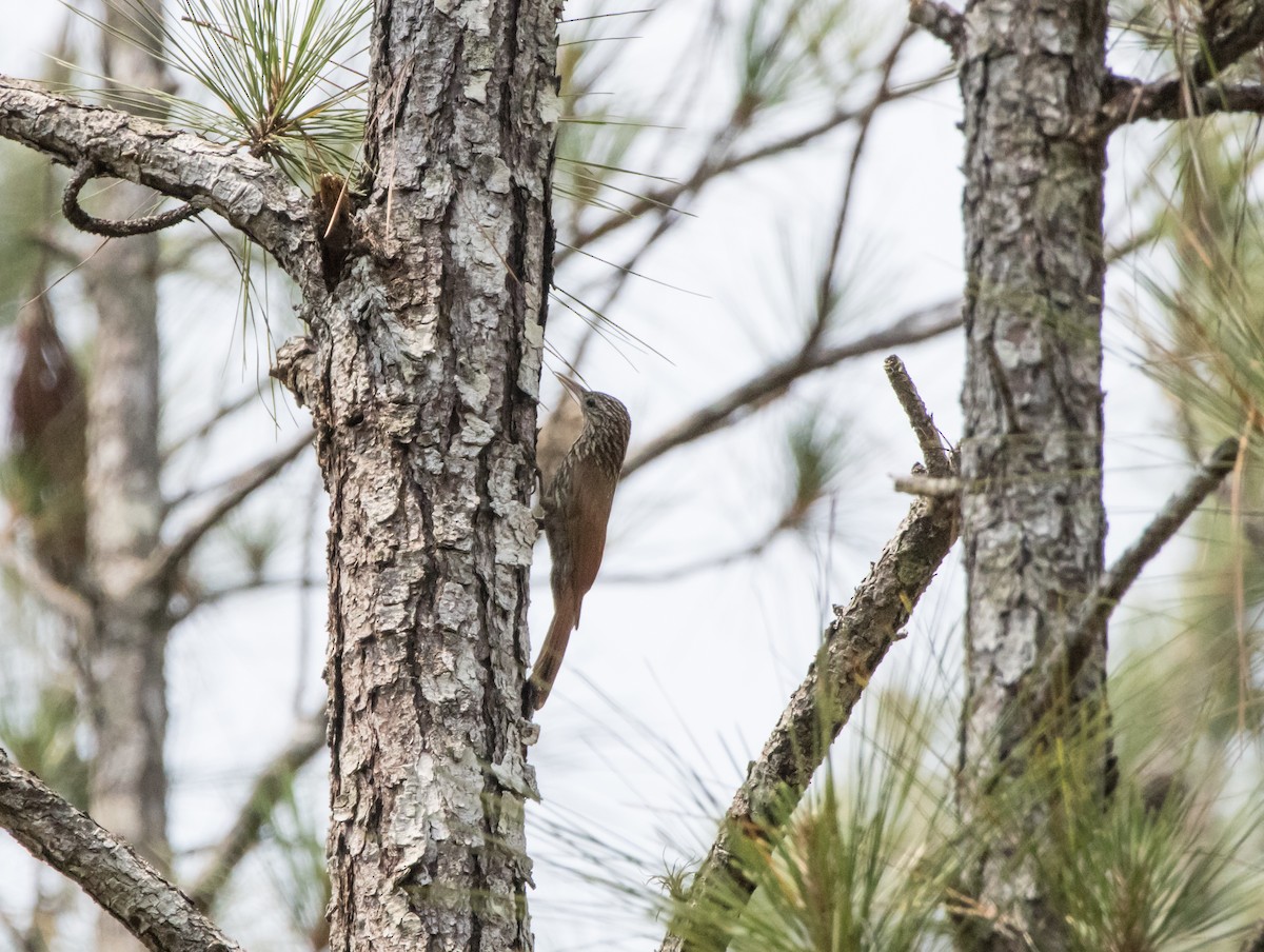 Streak-headed Woodcreeper - Glenn Koppel