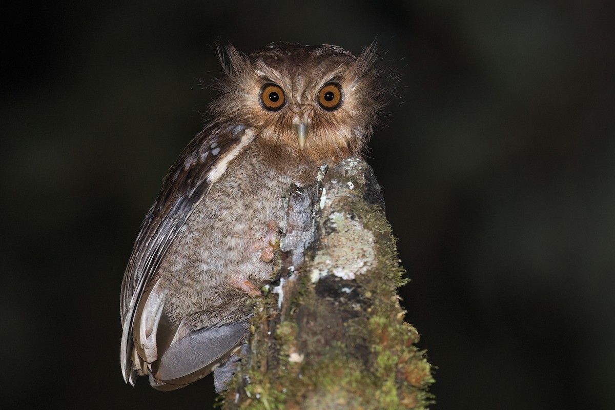 Long-whiskered Owlet - ML564936661