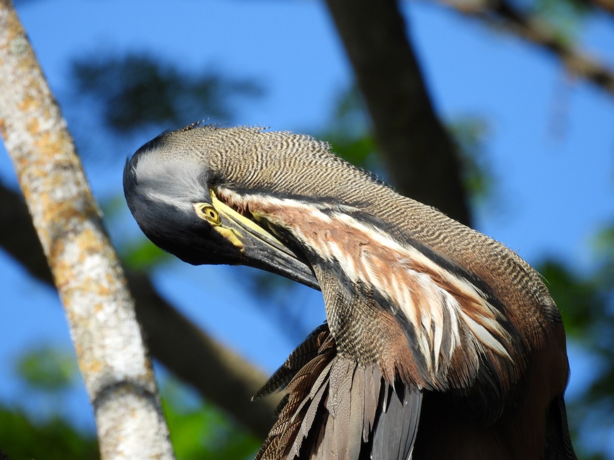 Bare-throated Tiger-Heron - ML564937401