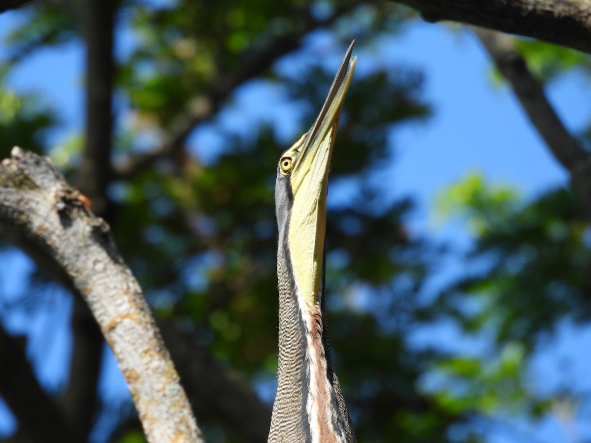 Bare-throated Tiger-Heron - ML564937421