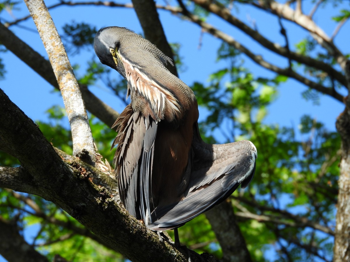 Bare-throated Tiger-Heron - ML564937441