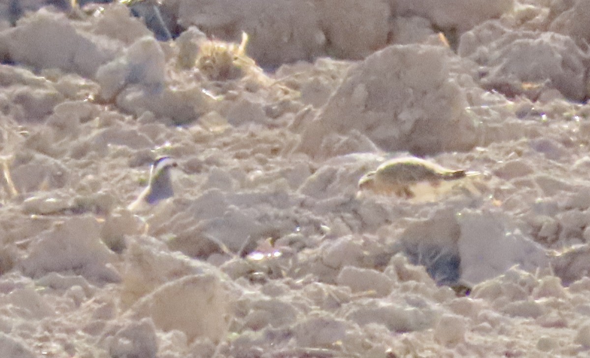 Eurasian Dotterel - Oli Bailey