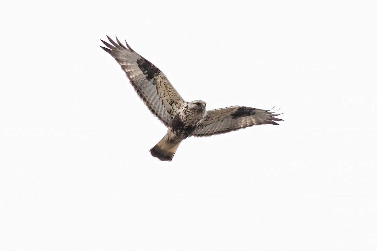 Rough-legged Hawk - Craig Kingma