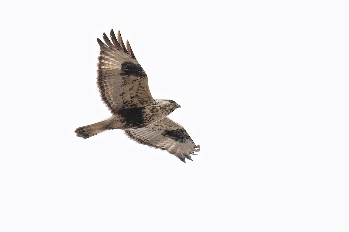 Rough-legged Hawk - Craig Kingma