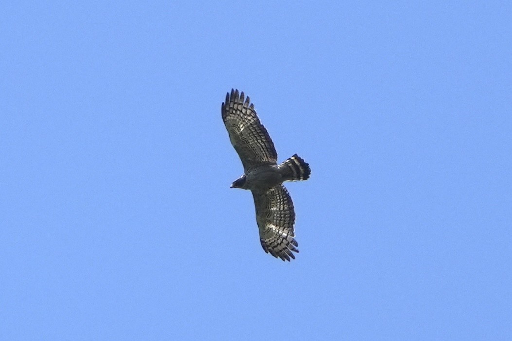 Crested Serpent-Eagle - Jerome Zhang