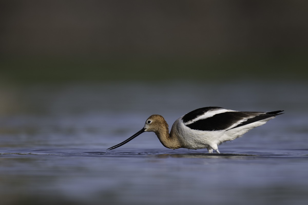 American Avocet - Neil Rucker