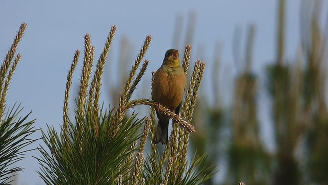 Ortolan Bunting - ML564940811