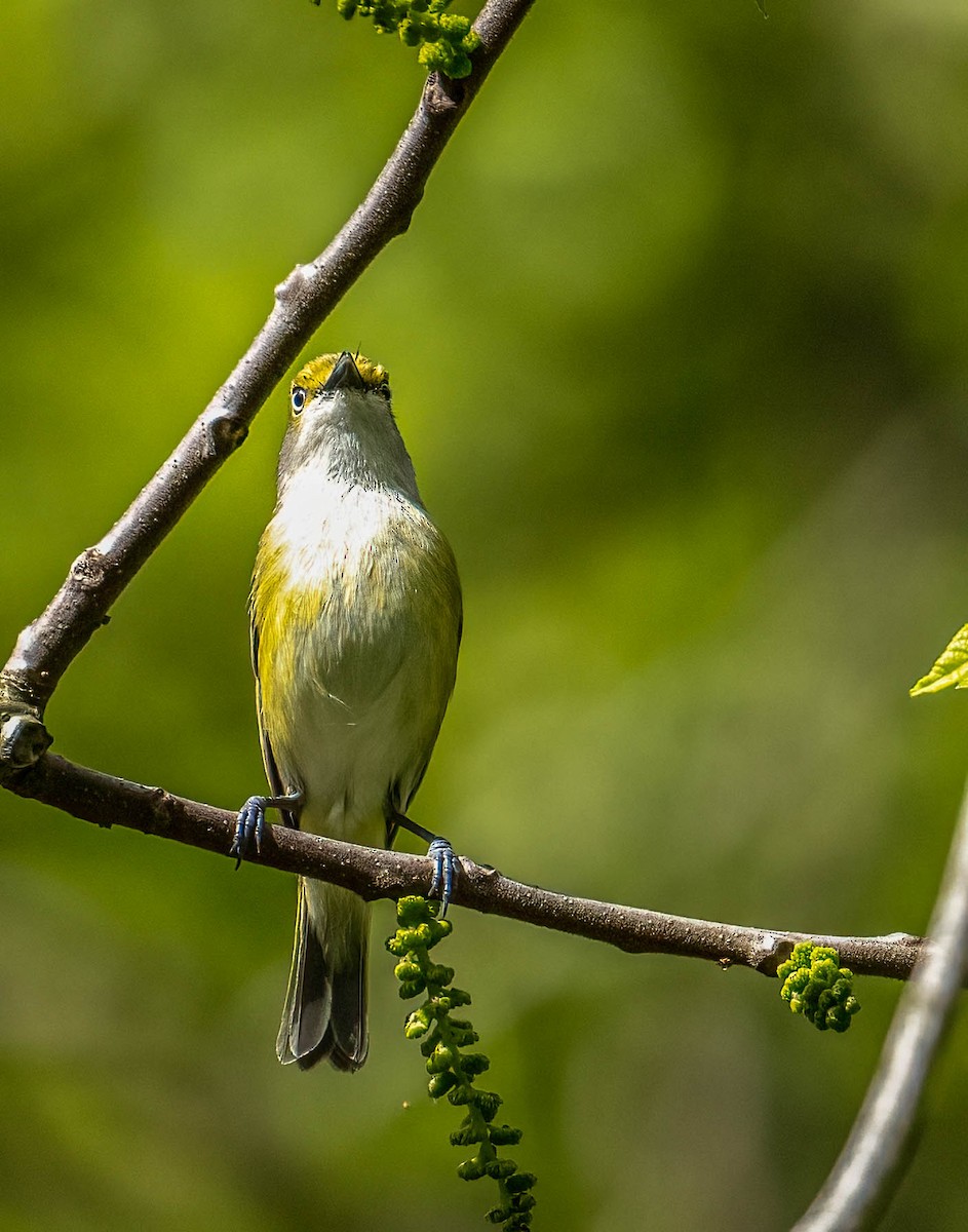 Vireo Ojiblanco - ML564940911