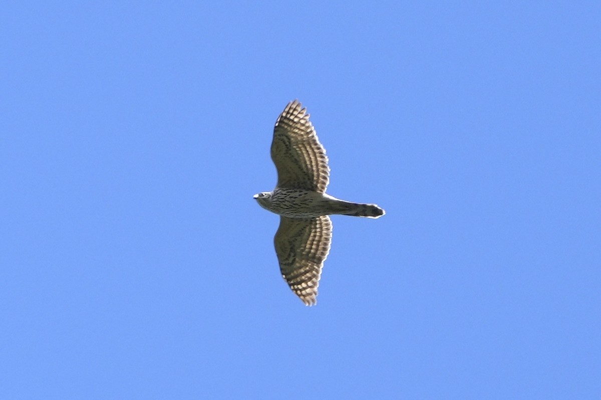 Eurasian Goshawk - ML564940971