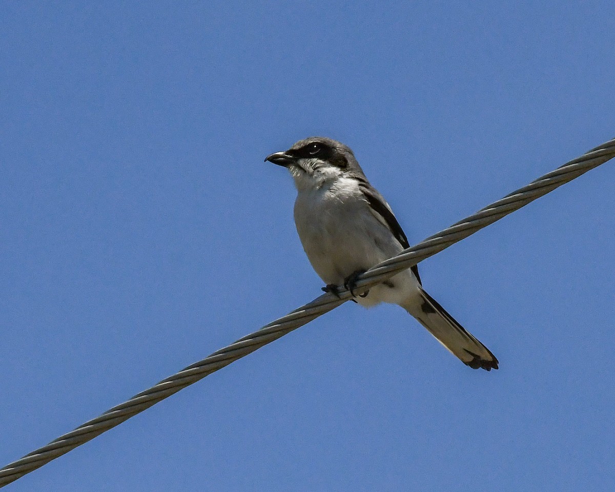 Loggerhead Shrike - Erik Martin