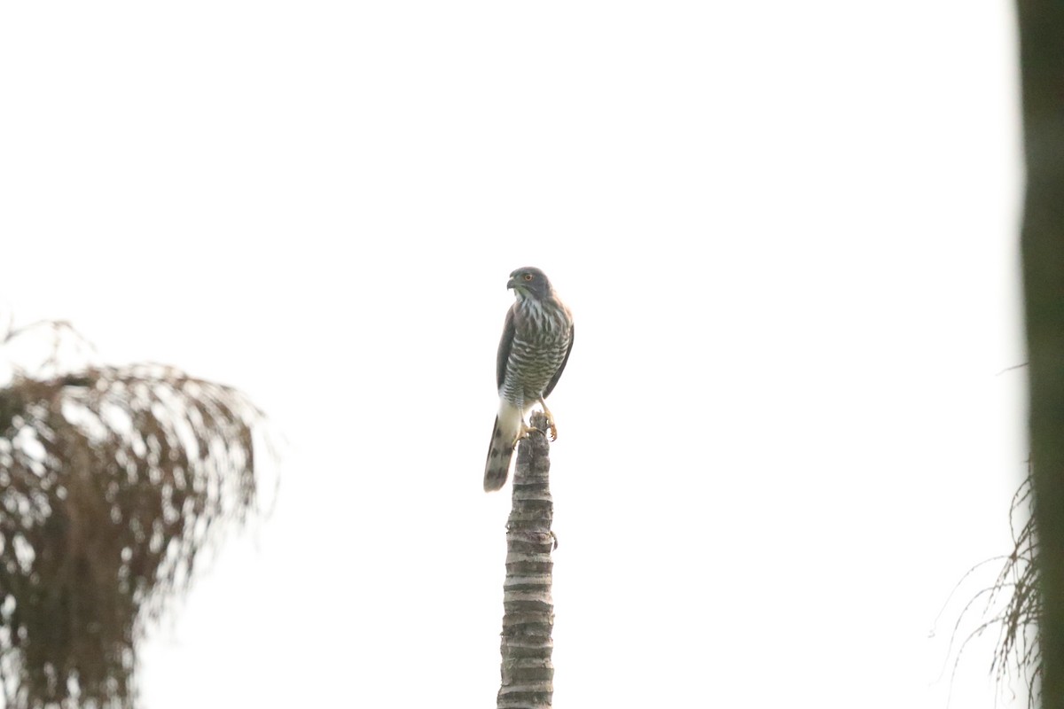 Crested Goshawk - ML564941281