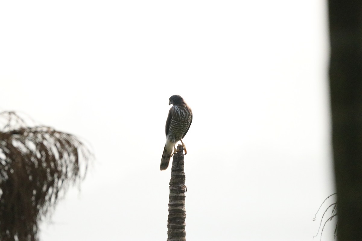 Crested Goshawk - ML564941291