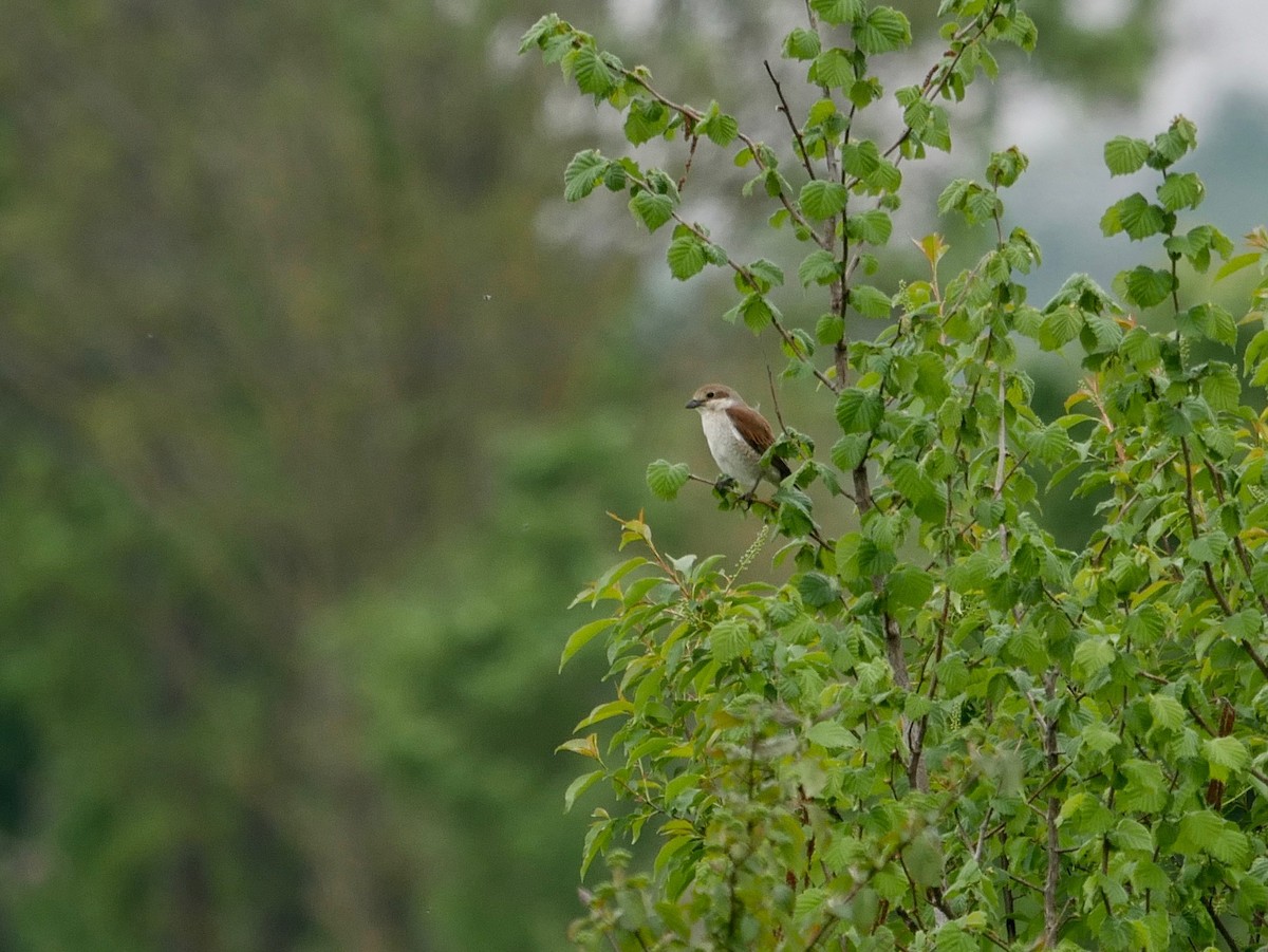 Red-backed Shrike - ML564941491