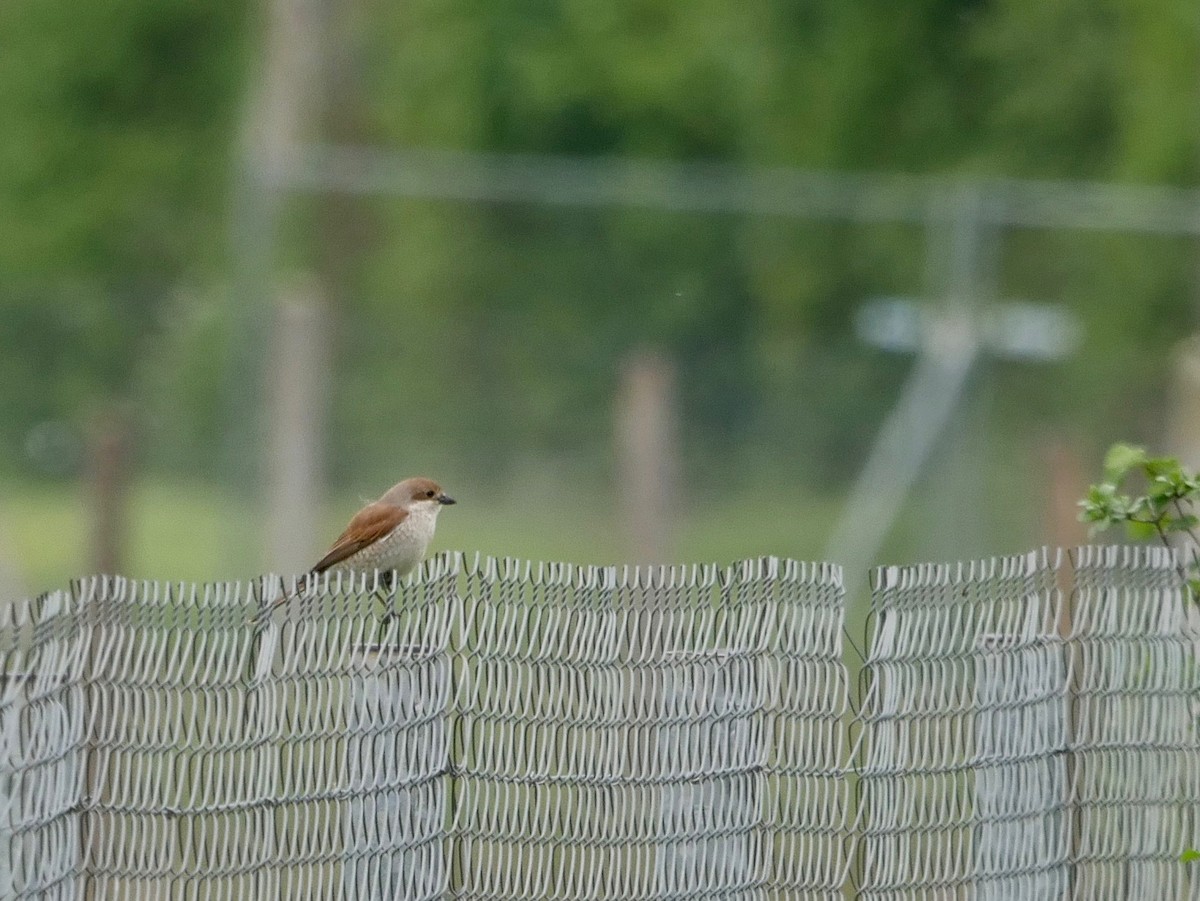 Red-backed Shrike - ML564941501