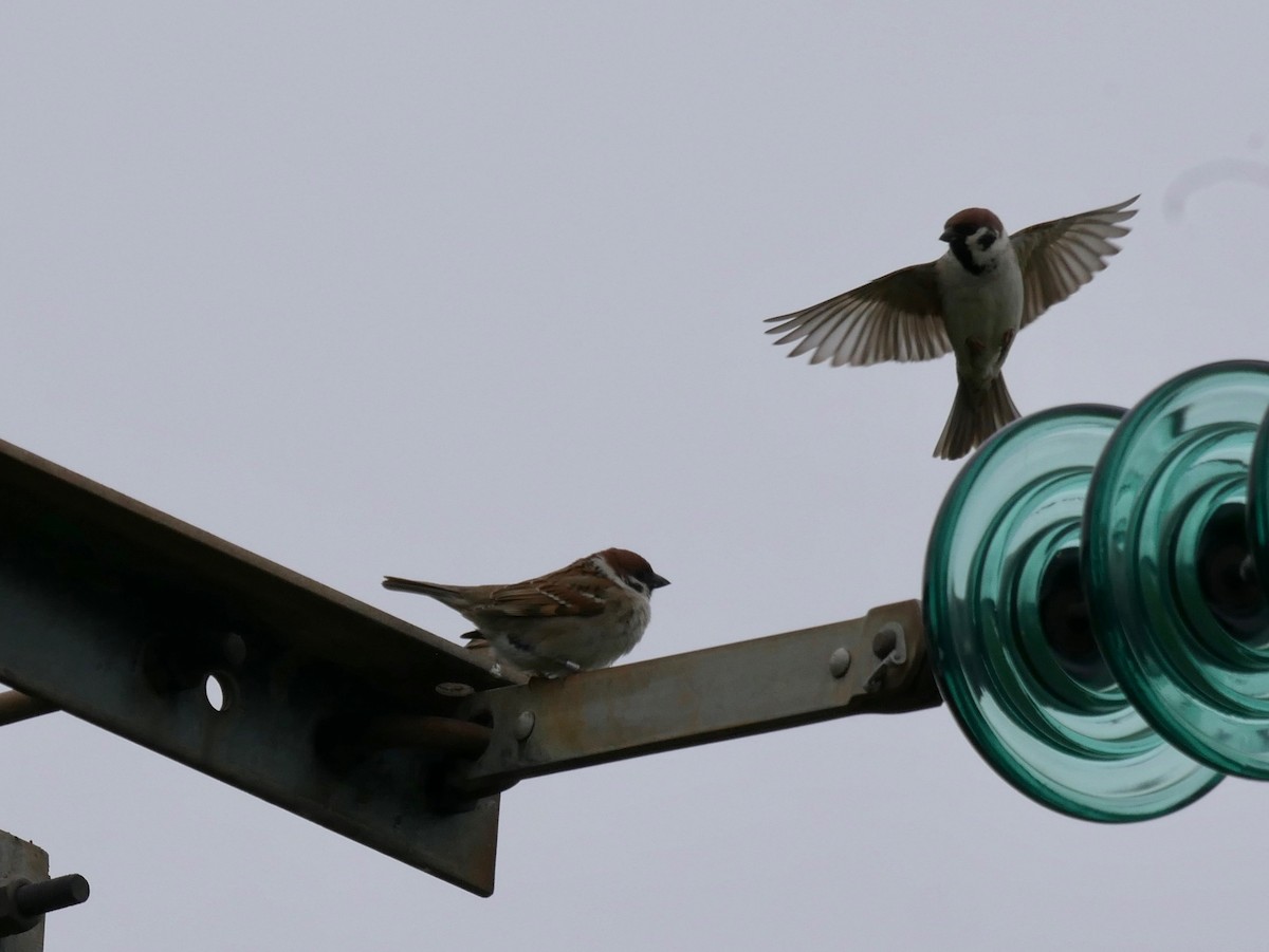 Eurasian Tree Sparrow - ML564941701