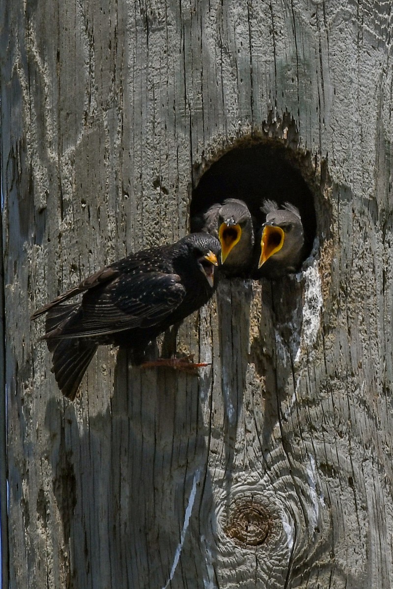 European Starling - ML564941771