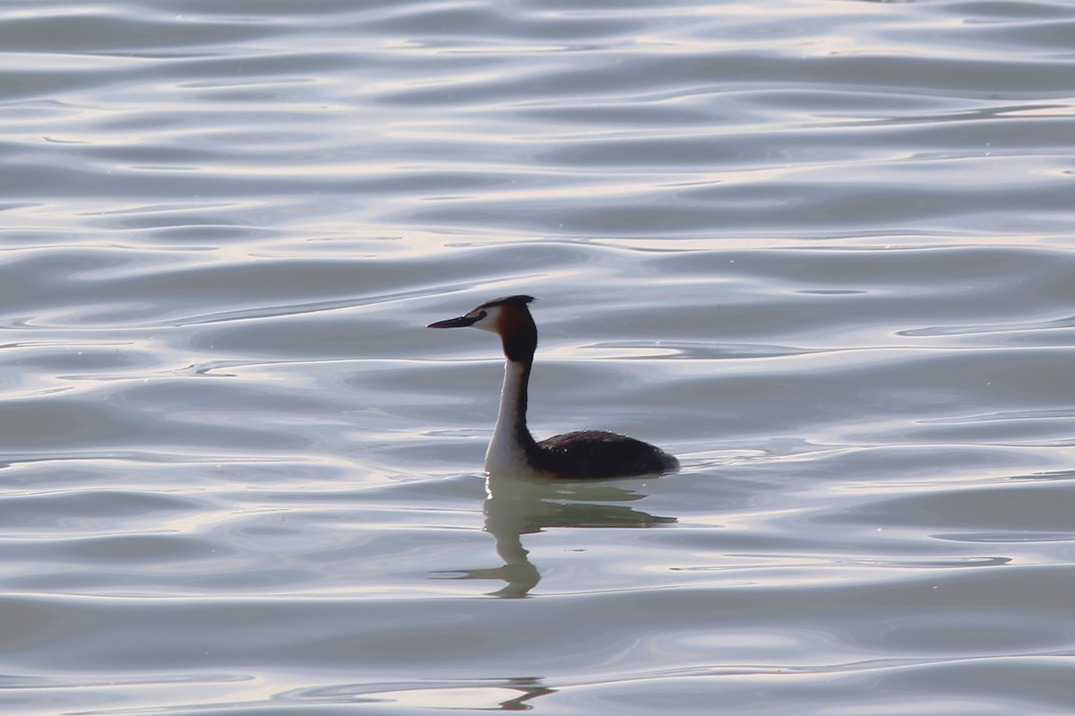 Great Crested Grebe - ML564942211