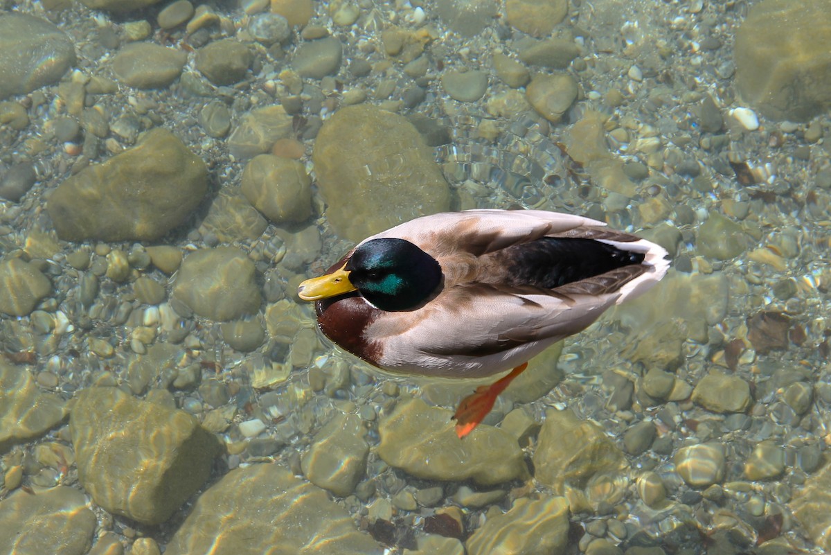 Canard colvert - ML564942261