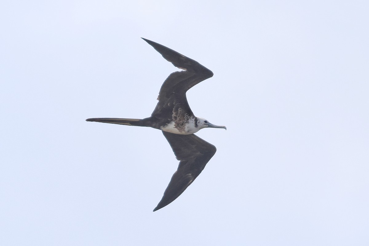 Magnificent Frigatebird - ML564942831