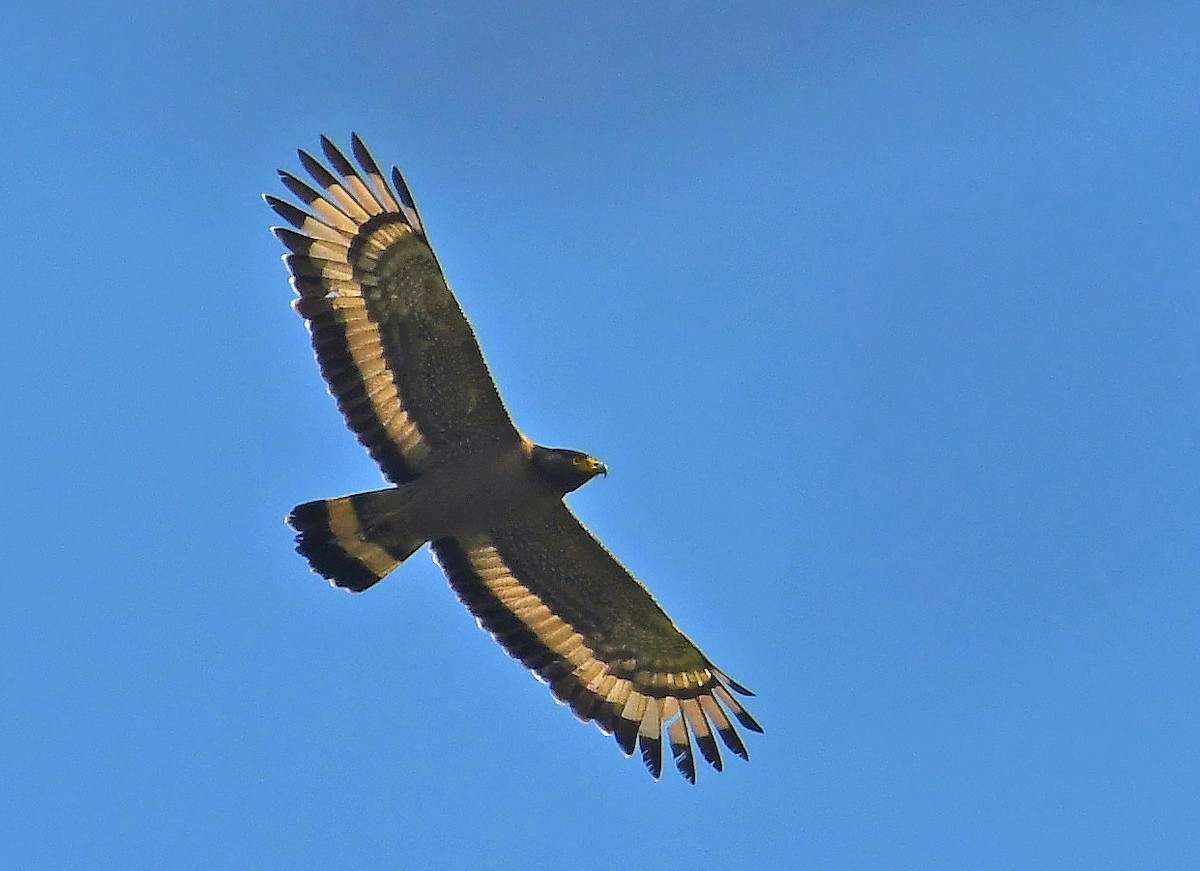 Crested Serpent-Eagle - ML564943131