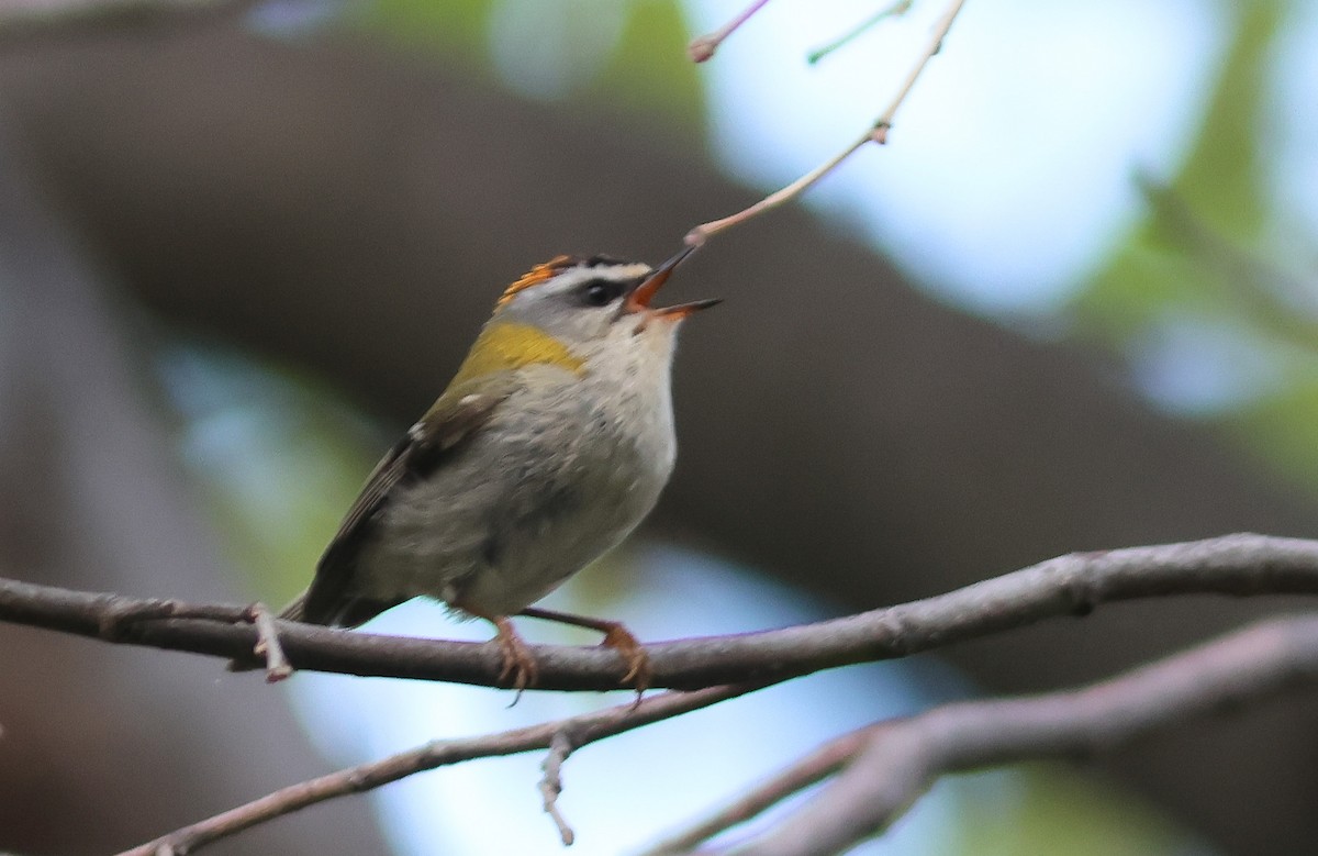 Common Firecrest - ML564943171