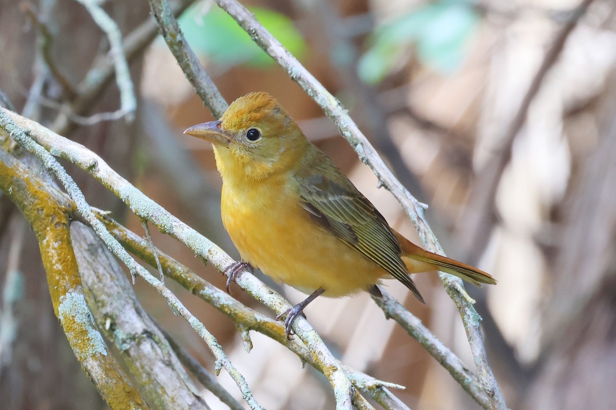 Summer Tanager - Tom Hince