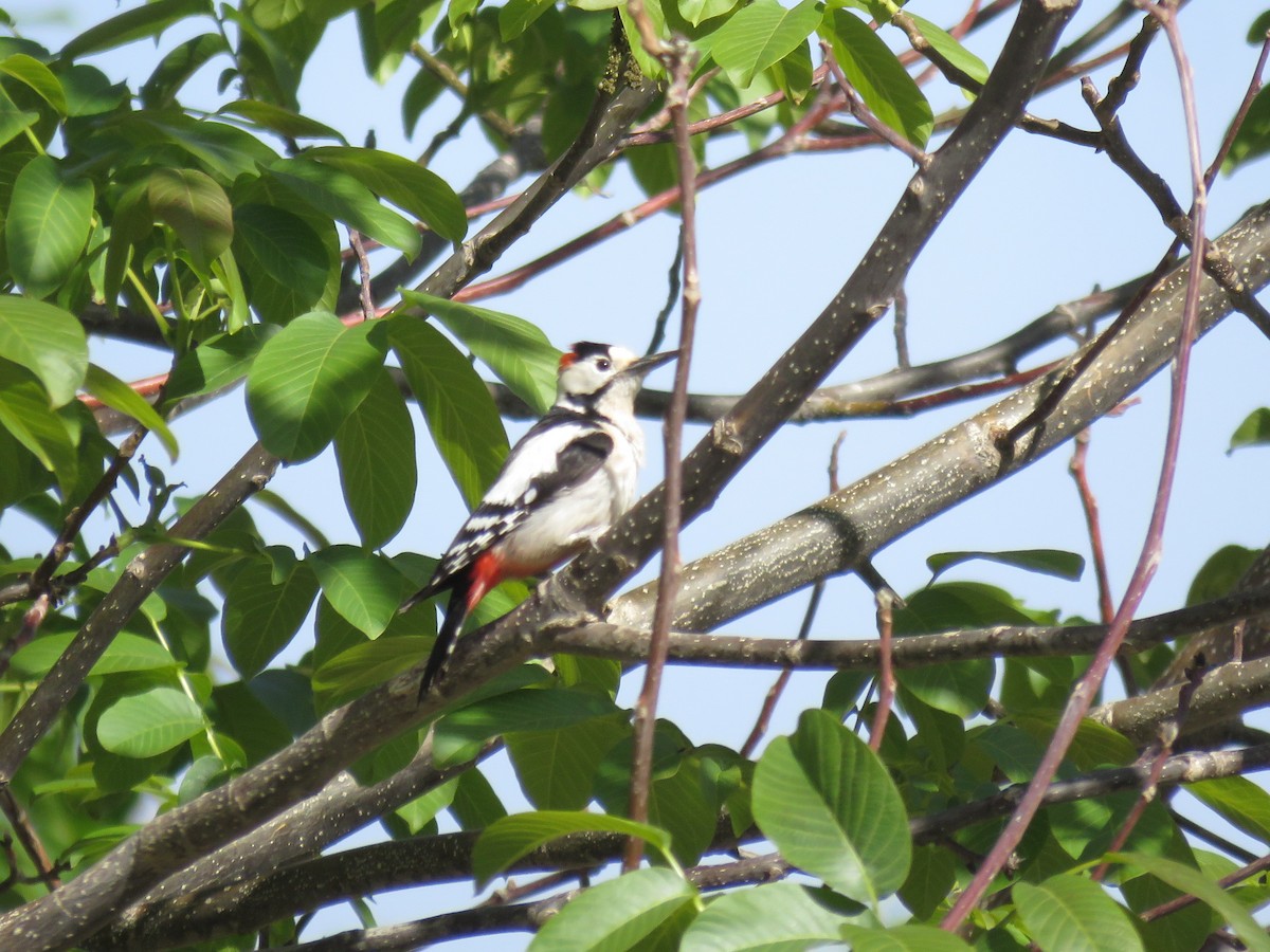 Syrian Woodpecker - Houman Doroudi