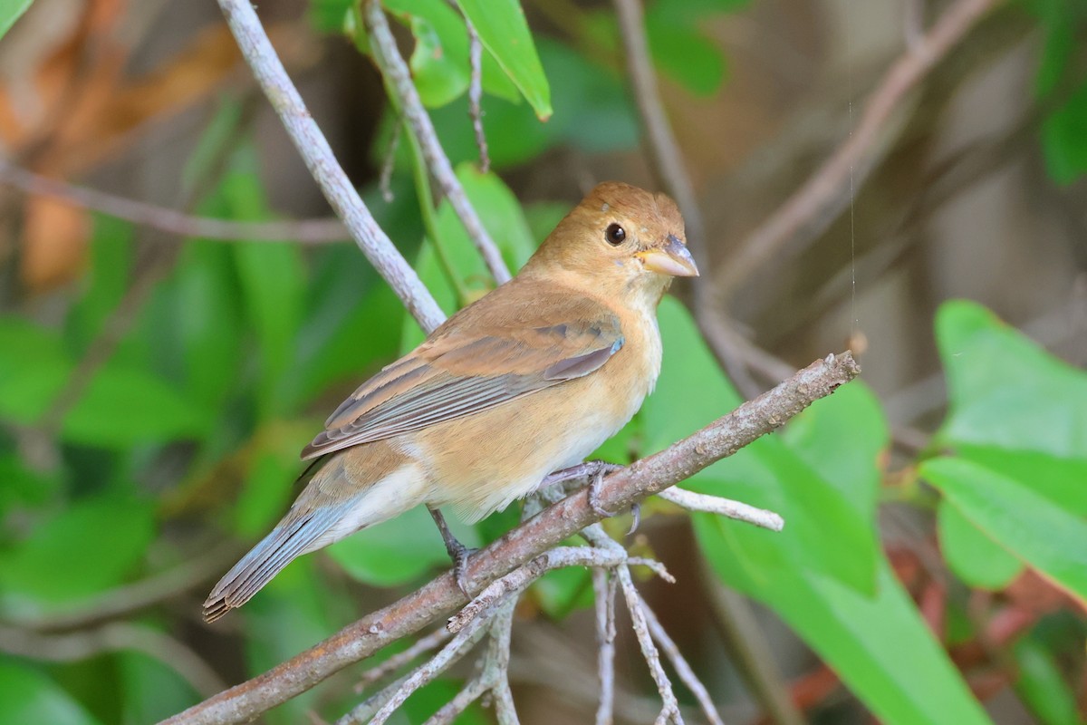 Indigo Bunting - ML564943671