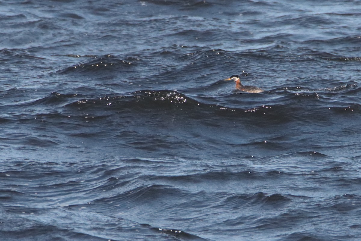 Red-necked Grebe - ML564944371