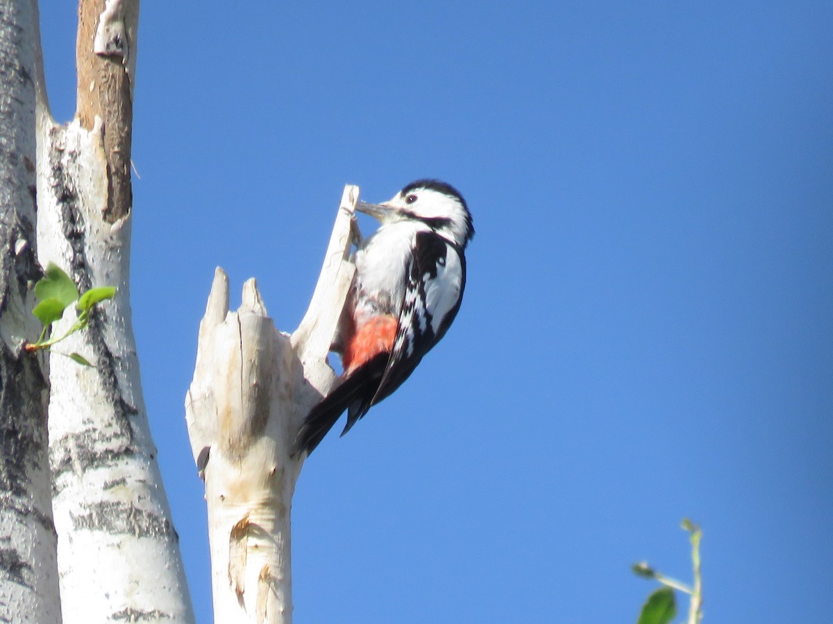 Syrian Woodpecker - ML564944381