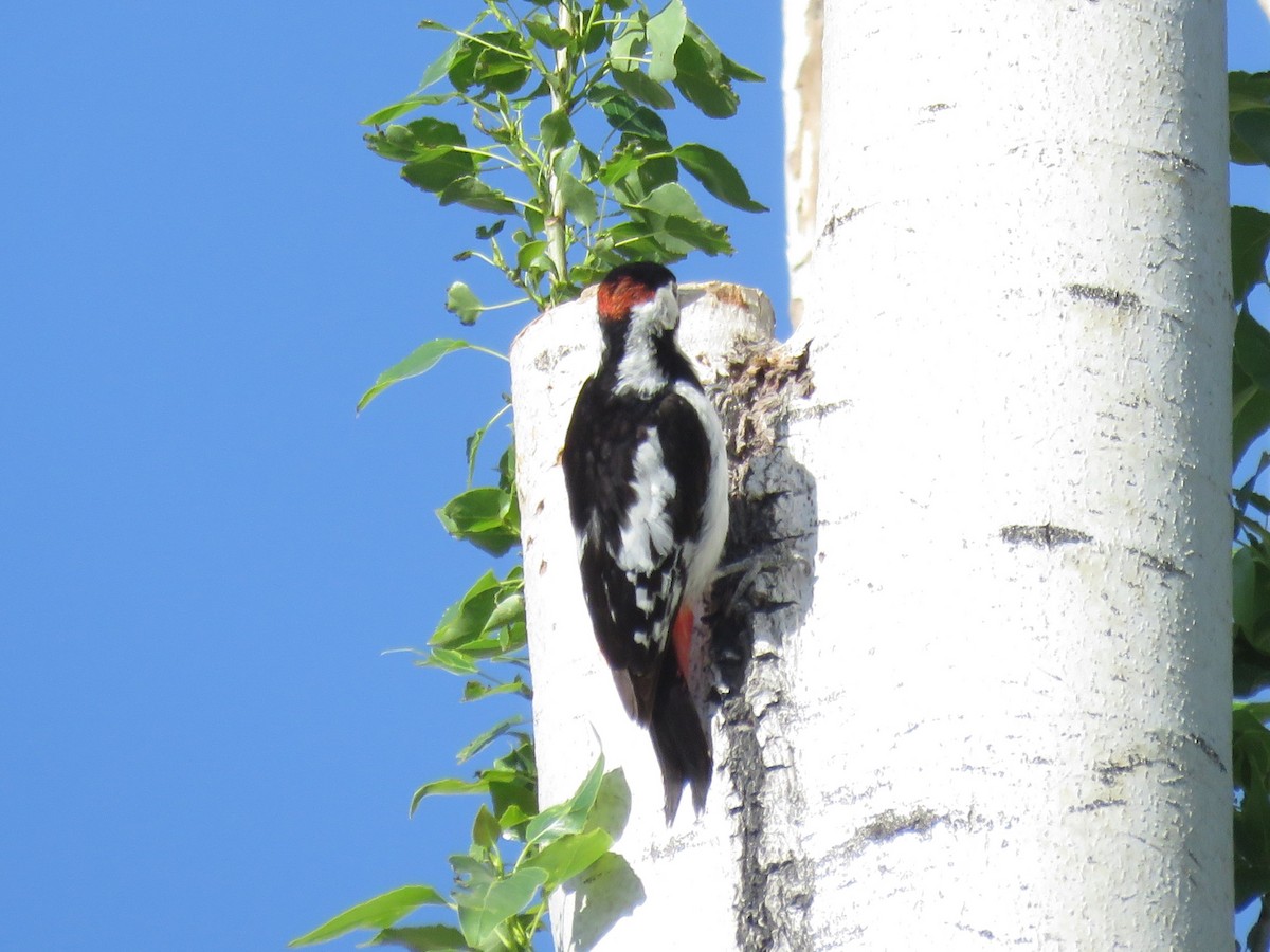 Syrian Woodpecker - ML564944391