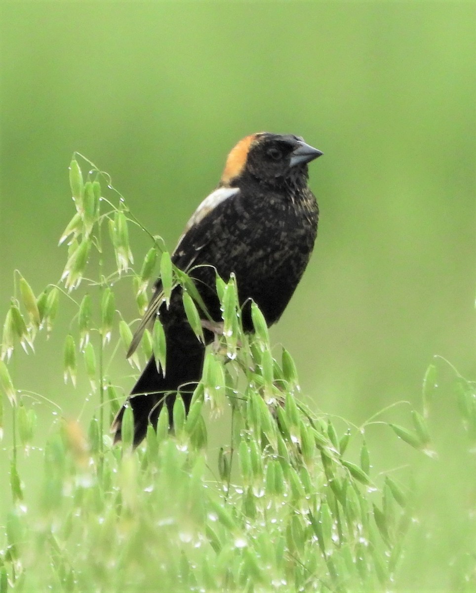 bobolink - ML564944571