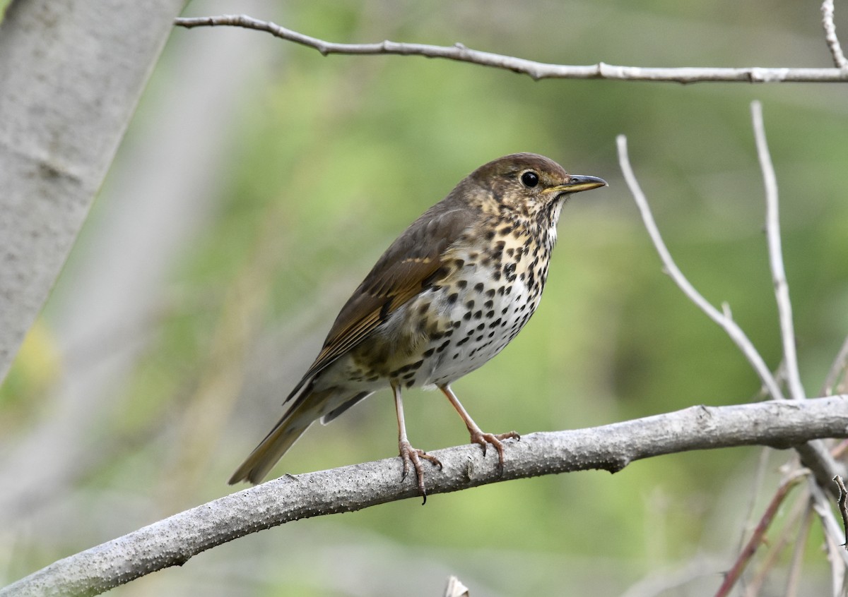 Song Thrush - Reuben Braddock