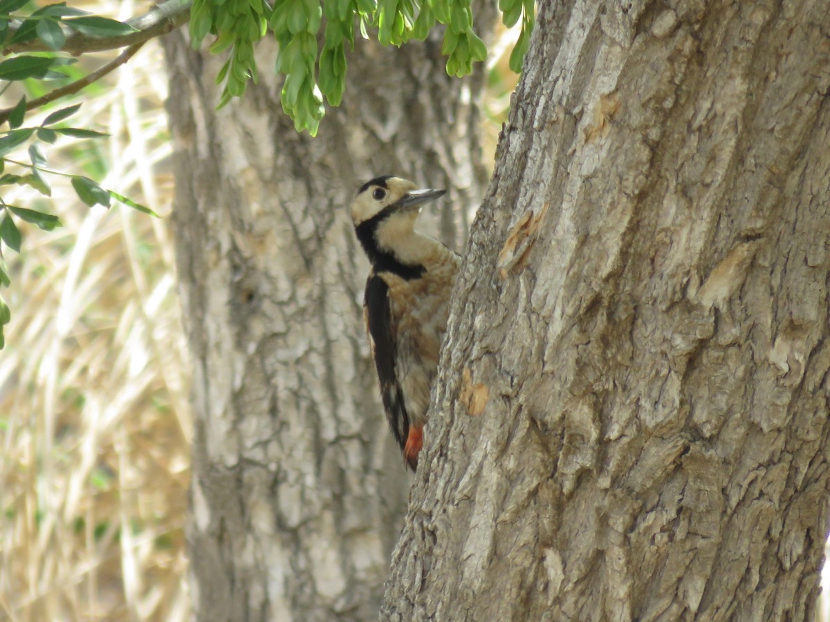 Syrian Woodpecker - ML564945061